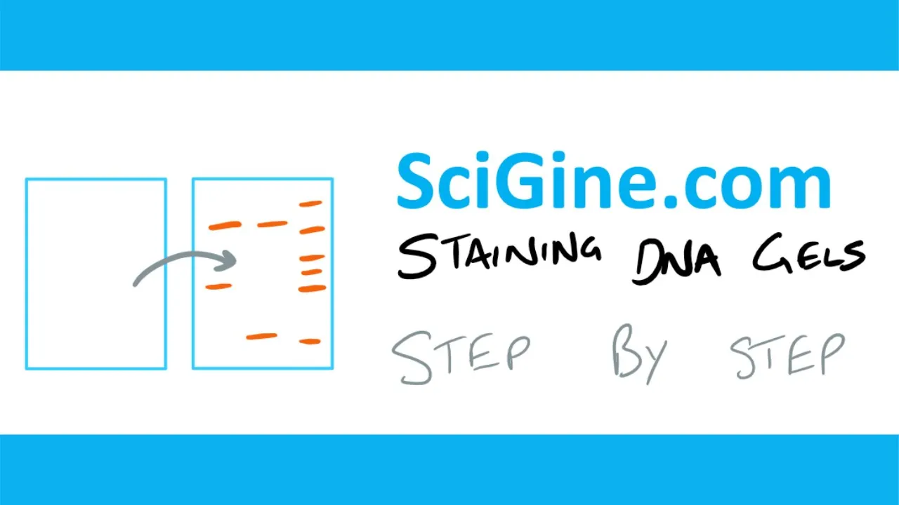 DNA Gel Electrophoresis Staining Explanation and Protocol