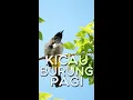 Download Lagu SUARA BURUNG Liar Di Sekitar Rumah