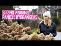 How to Prune Panicle Hydrangeas Pruning Young Mature Plants - Step by Step