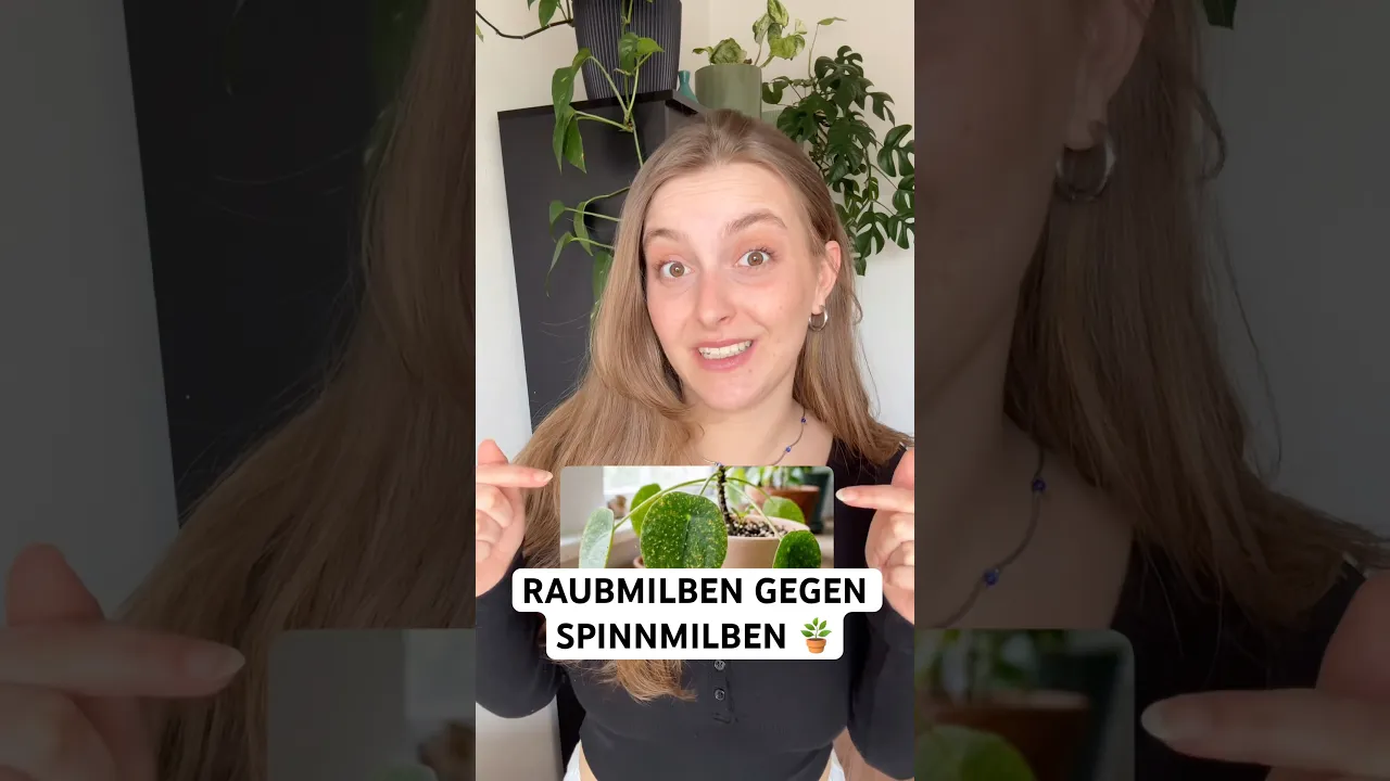 Raubmilben gegen Spinnmilben einsetzen: Nützlinge für Zimmerpflanzen oder im Garten.