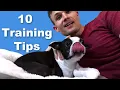 10 Boston Terrier Dog Training Tips - Puppies Adults