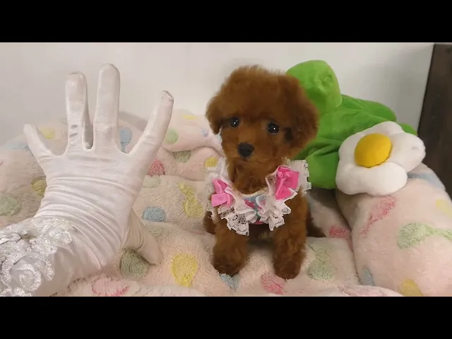 動画