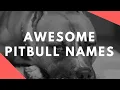 Awesome Pitbull Names for Males and Females