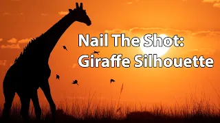 Download Nail The Shot - Giraffe Silhouette At Sunset MP3