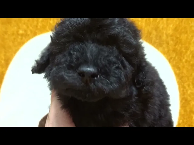 動画