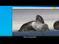 How to get a still image from a on your PC
