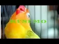 Download Lagu Cara memindahkan sangkar ala lovebird Ki kusumo