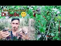 Download Lagu jangan abaikan !! suara pikat semua jenis burung liar !! lihatlah hasilnya, luar biasa.