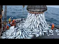 Download Lagu Shocking Tons of Sardines Caught – The Stunning Purse Seine Fishing Scene You Won’t Believe!