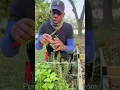 Download Lagu How to propagate and grow rosemary
