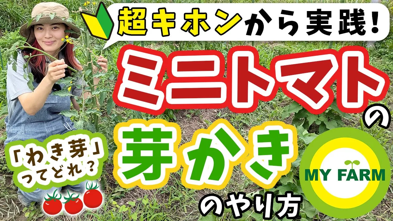 【ミニトマト】芽かきのやり方を超基本から畑で実践!気をつけるべきポイントもご紹介します│モリミサと学ぶ有機栽培