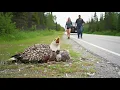 Download Lagu Het redden van een zeearend en kuiken in het Superior National Forest (Minnesota, VS)