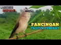 Download Lagu Suara Pancingan Trucuk Ini Paling Ampuh Bikin Trucuk Bahanpun Ikutan Nyaut Terbukti Ampuh