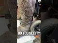 Download Lagu WHAT IS CRAWLING OUT OF THIS LEG?😳🤯 #shorts #information