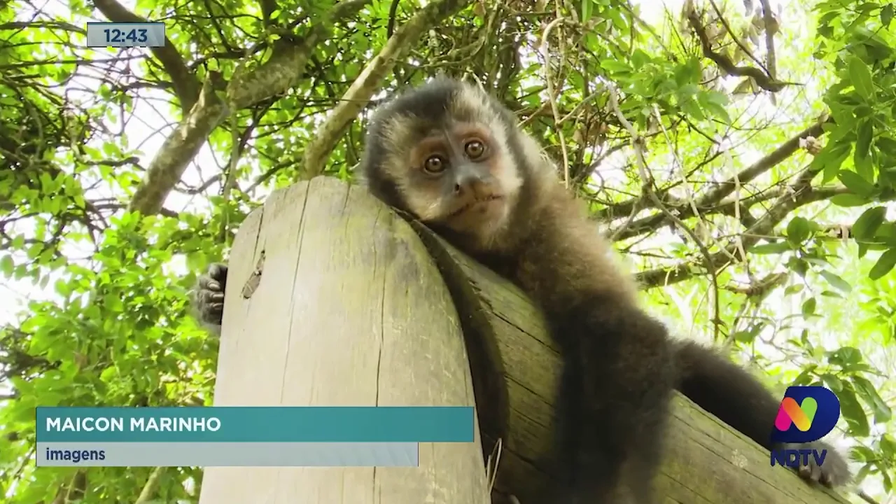 Parque Ecológico de Maracajá é reaberto para visitação