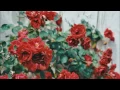 Daughter Run Lyrics