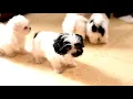 Henry Hershberger's Teddy Bear Pups