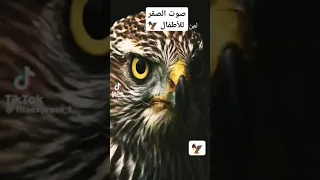 صوت الصقر للأطفال 
