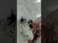 Doberman Dalmatian cross