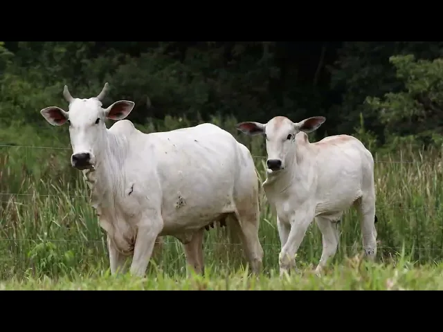 Matriz Nelore ACSM - 144