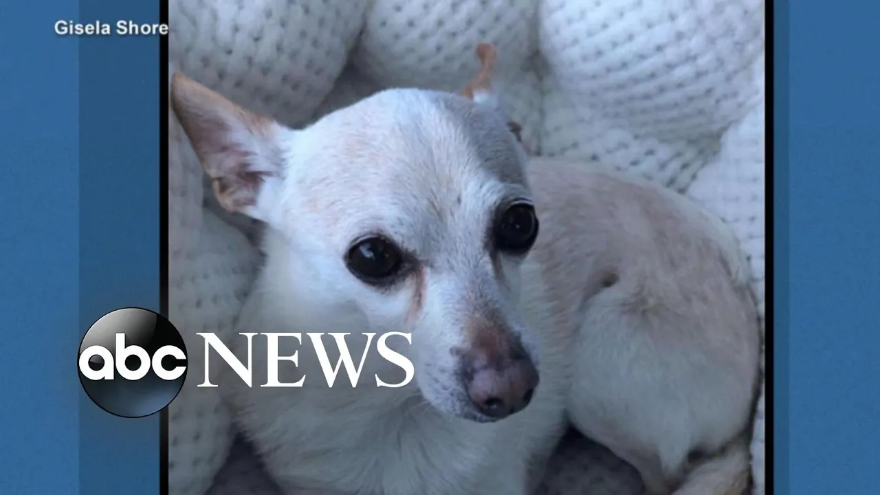 'Oldest dog living'