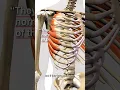Download Lagu Are These Trigger Points Causing You Chest Pain?