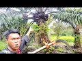 Download Lagu Rahasia Sawit Berbuah Lebat Bukan Karena Pupuk Tetapi ini Penyebabnya