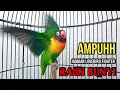 Lagu SUARA BURUNG LOVEBIRD NGEKEK PANJANG, JADIKAN LOVEBIRD FIGHTER RAJIN BUNYI