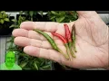 Thai HOT Pepper Disect and Tasting 50 000 - 100 000 Scovilles