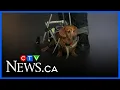 Finding rescue dachshunds their forever homes