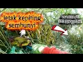 Download Lagu Barburu kepiting di hutan bakau biar bisa menghasilkan pundi-pundi rupiah