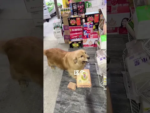 Golden Retriever Trade Time #shorts #dogs