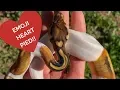 EMOJI HEART BALL PYTHON