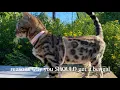 What having a Bengal Cat is like