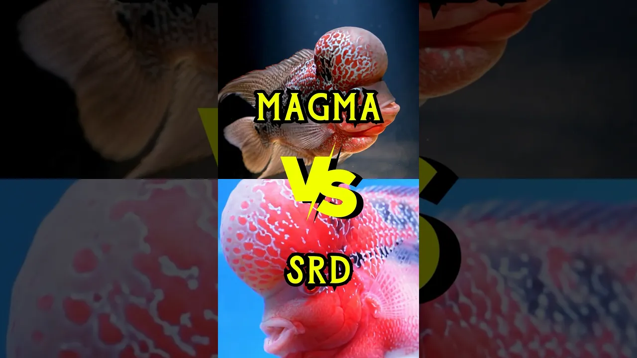 How to easily Spot Difference Between SRD and Magma Flowerhorn Fish? #viral #shortvideo #flowerhorn