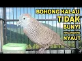 Lagu Perkutut Lokal Gacor Suara Super Kristal - Pancingan Malas Bunyi  (99%AMPUH BANGET)