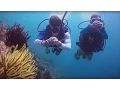 Download Lagu PADI Divemaster Course