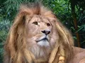 Ijahman Levi - Closer To You