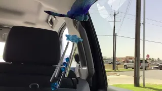 I got a new Blue dragonfly wind chime from Lowe s
