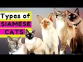 10 TYPES of SIAMESE CATS - Which Type Should You Choose