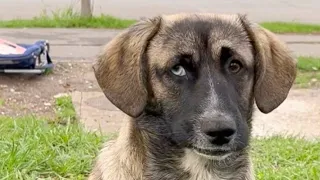 Abandoned Dog Realizes His Family Is Never Coming Back