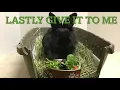 What Nala bunny eats for dinner
