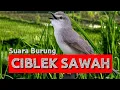 Lagu Suara pikat burung ciblek sawah, ciblek alang alang, perenjak sawah, ciblek padi, burung Kili-kili