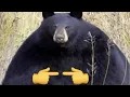 Download Lagu Top 5 Bear