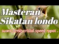 Download Lagu Masteran sikatan londo suara jernih durasi panjang