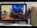 Dog howl chain reaction