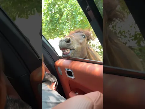 This Horse Is So Funny, Rolling Its Eyes When It Gets No Food 这匹马太逗了 吃不到直接对你翻白眼 #animals 【跟着图尔去旅行】
