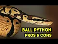 Ball Python Pros Cons as Pet Snakes