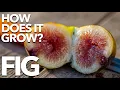 FIG How Does it Grow