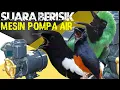 Download Lagu TERAPI BURUNG MACET ,, Suara Mesin POMPA AIR \
